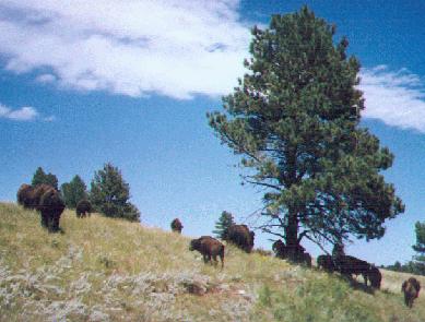 buffalo on hillside